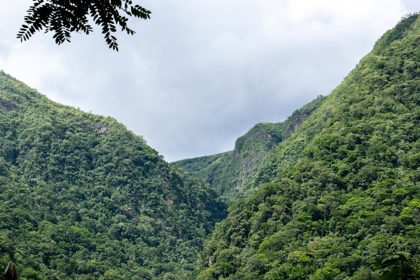 Photo: cloud forest agroforestry in the high jungle near Cusco
