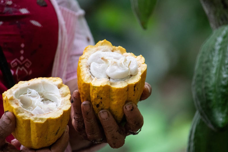 Farming Heirloom Cacao: Chuncho