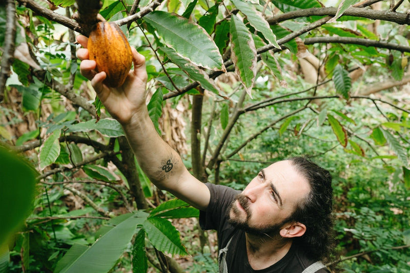 Pacha Mana: Redefining the Future of Cacao